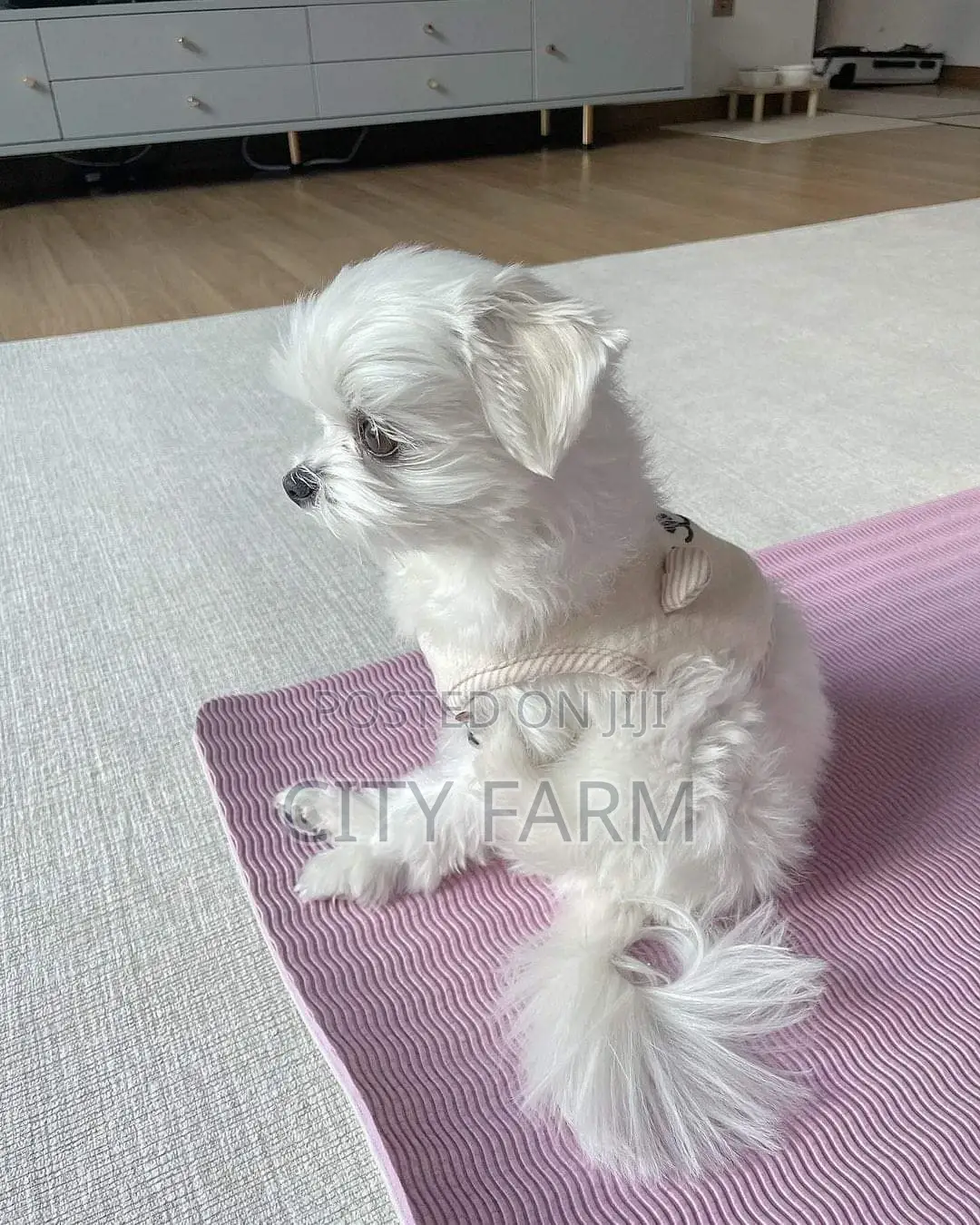 1-3 months Male Purebred Maltese