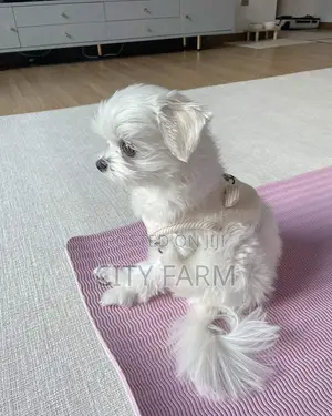 1-3 months Male Purebred Maltese