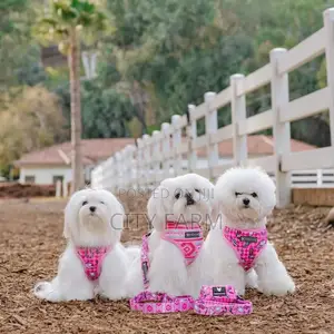 1-3 months Male Purebred Maltese