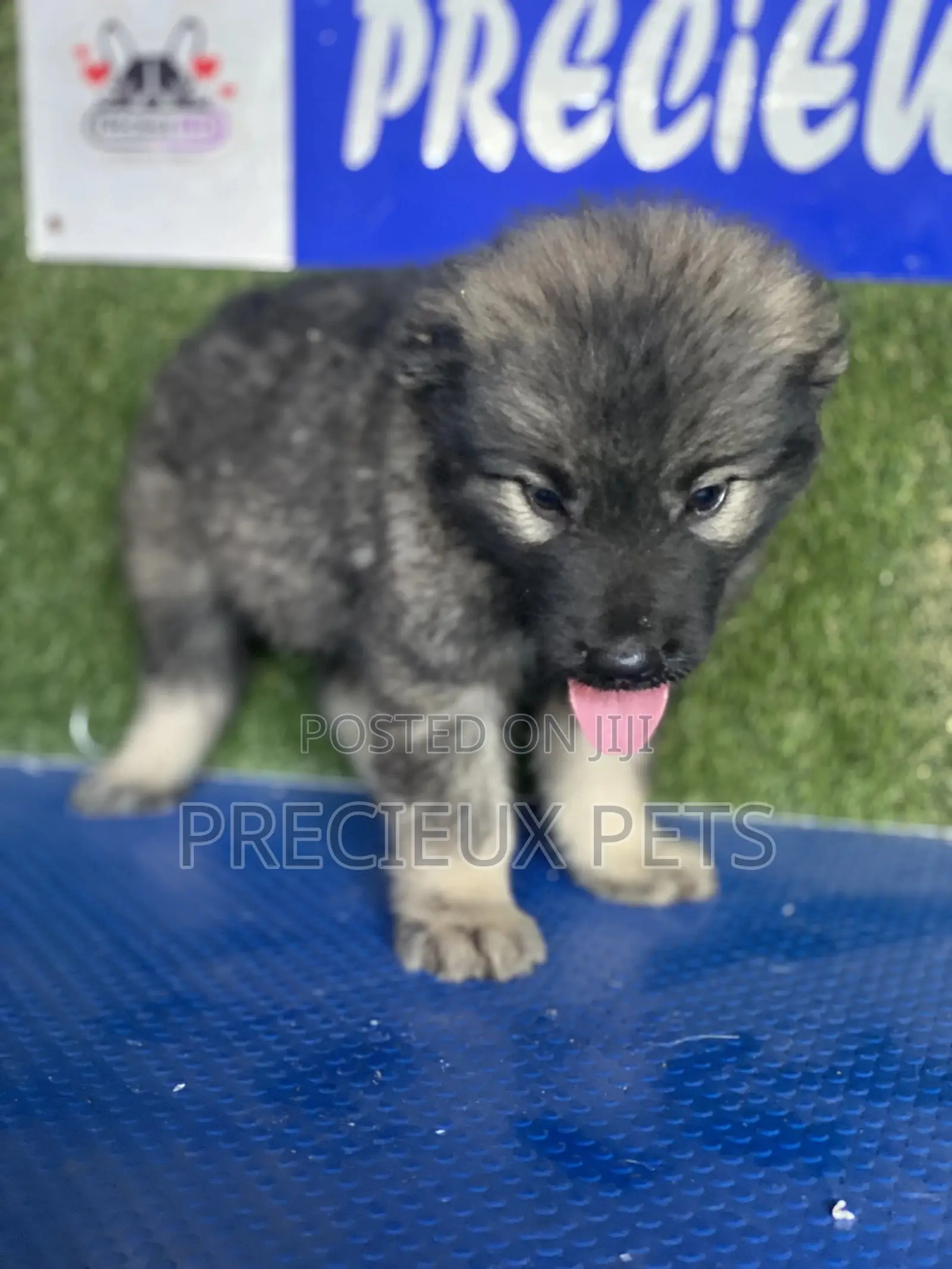 1-3 months Male Purebred Caucasian Shepherd