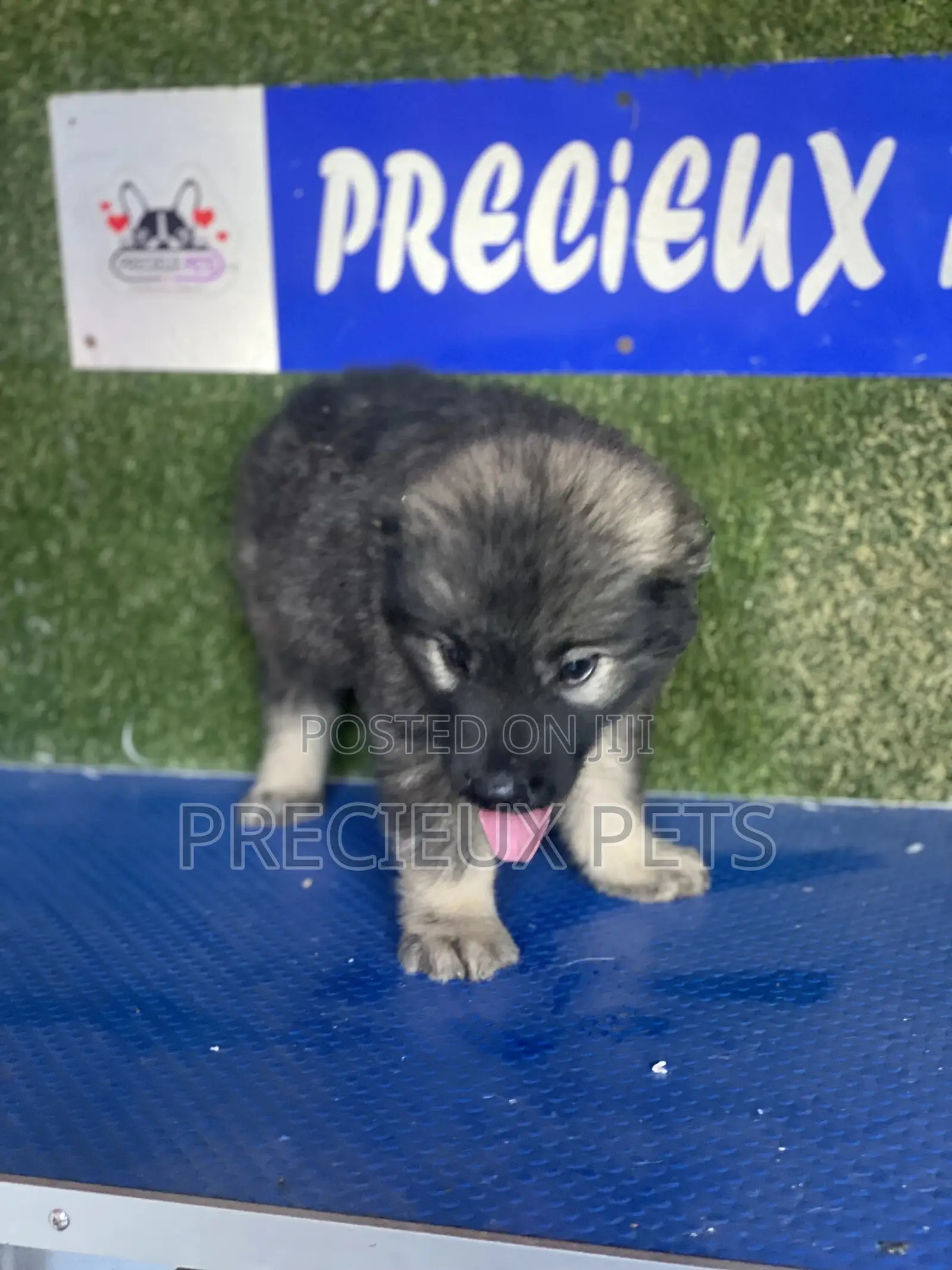 1-3 months Male Purebred Caucasian Shepherd
