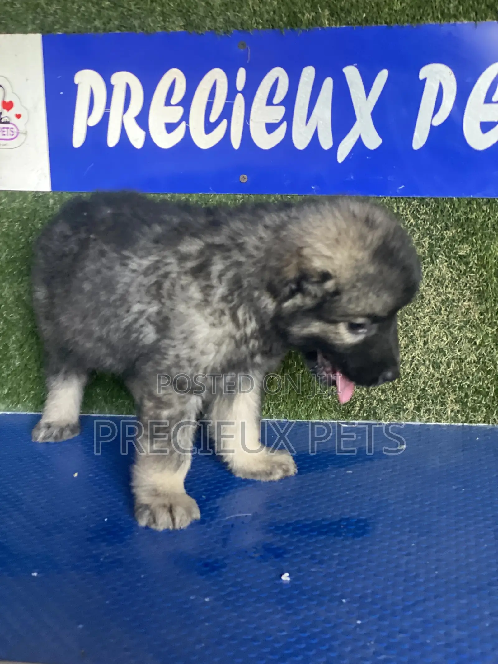 1-3 months Male Purebred Caucasian Shepherd