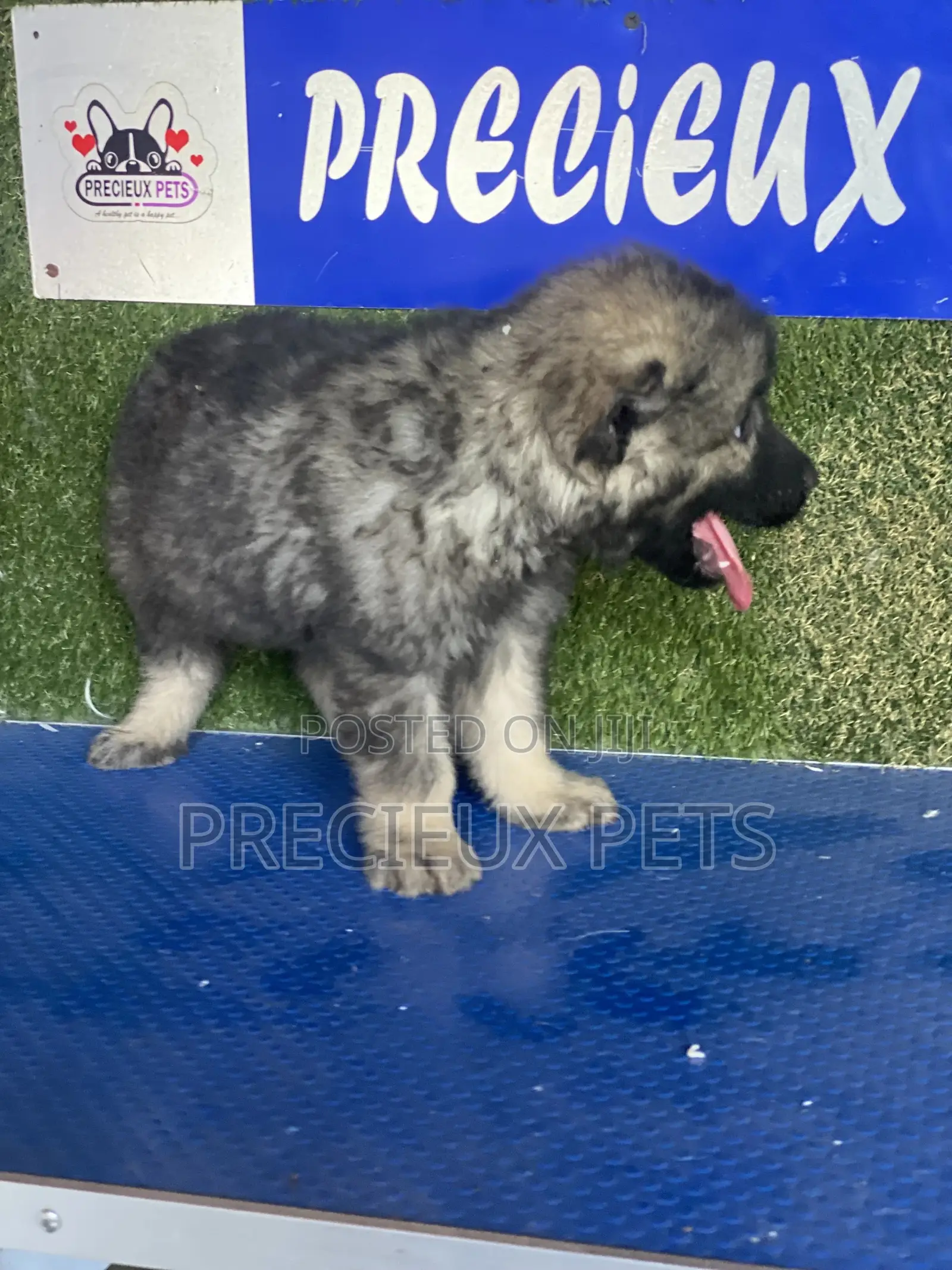 1-3 months Male Purebred Caucasian Shepherd