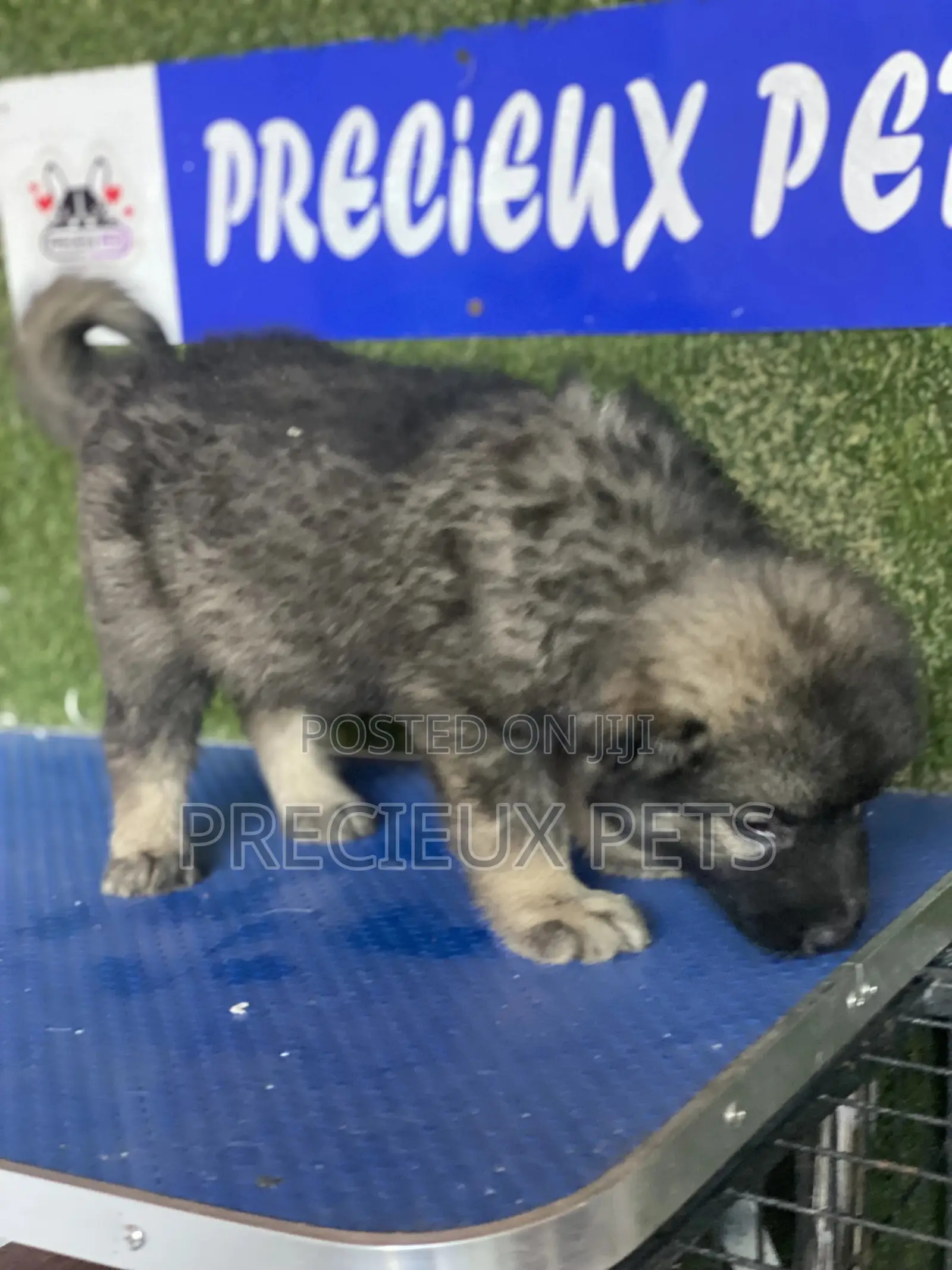 1-3 months Male Purebred Caucasian Shepherd