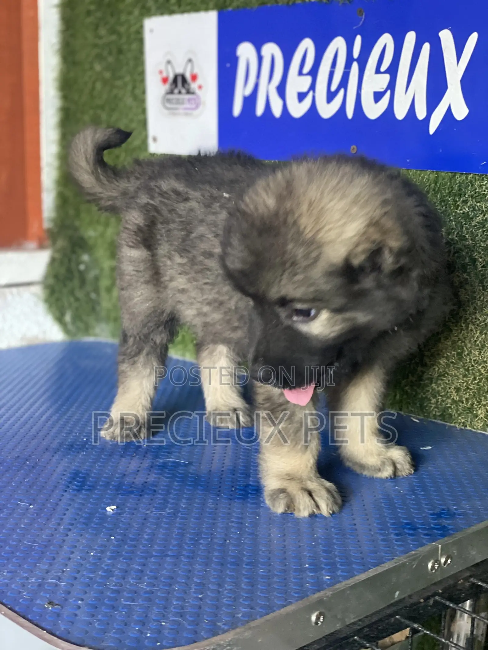 1-3 months Male Purebred Caucasian Shepherd