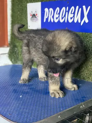 1-3 months Male Purebred Caucasian Shepherd