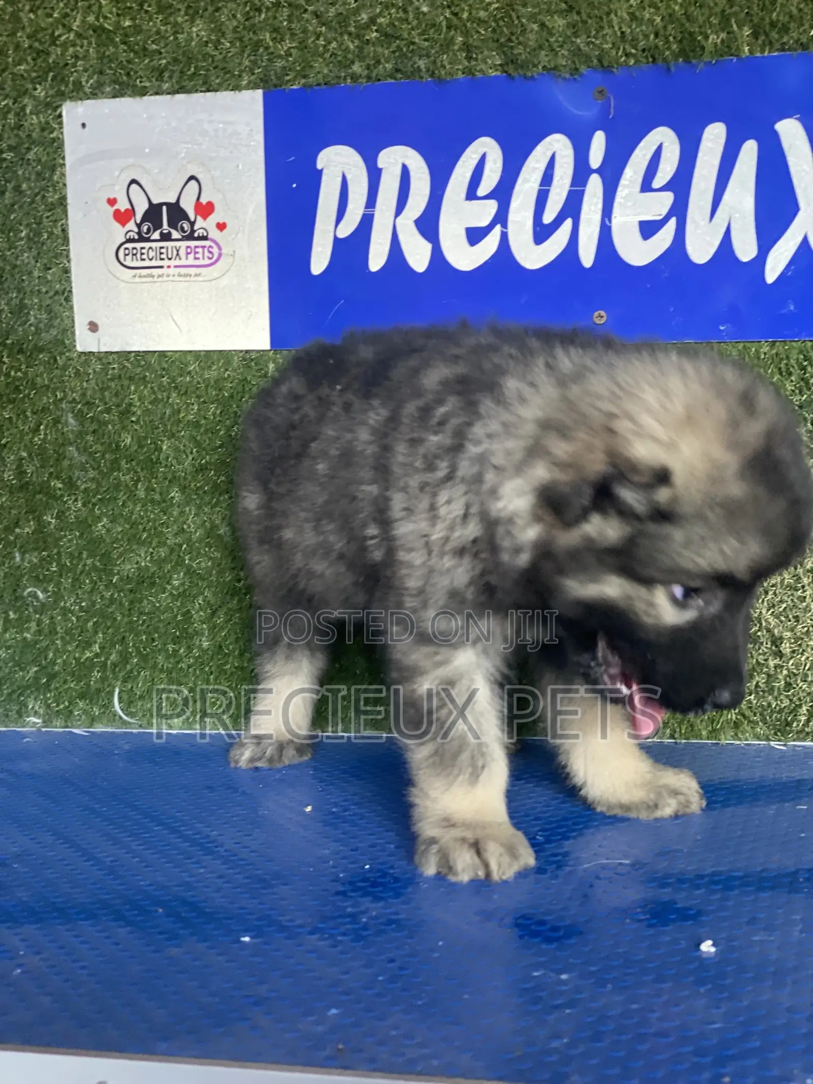 1-3 months Male Purebred Caucasian Shepherd