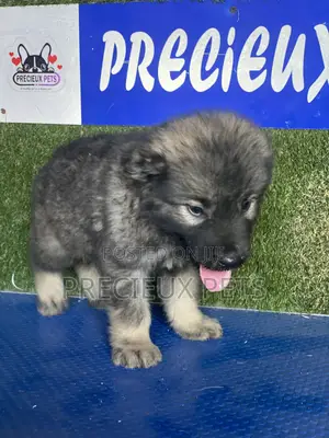 1-3 months Male Purebred Caucasian Shepherd