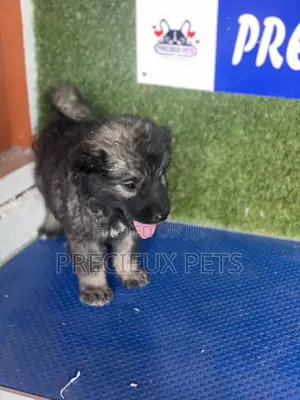 1-3 months Male Purebred Caucasian Shepherd
