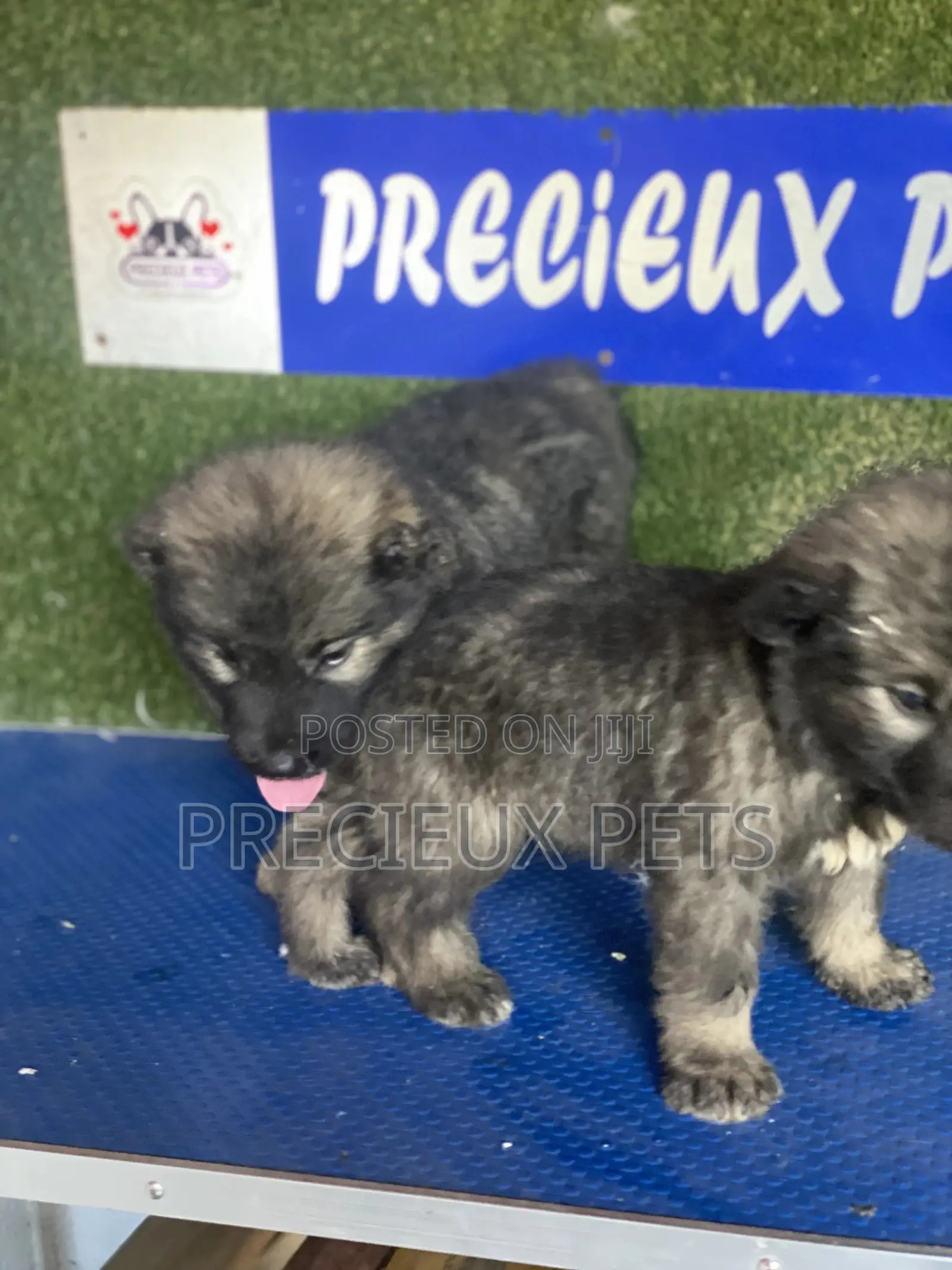 1-3 months Female Purebred Caucasian Shepherd