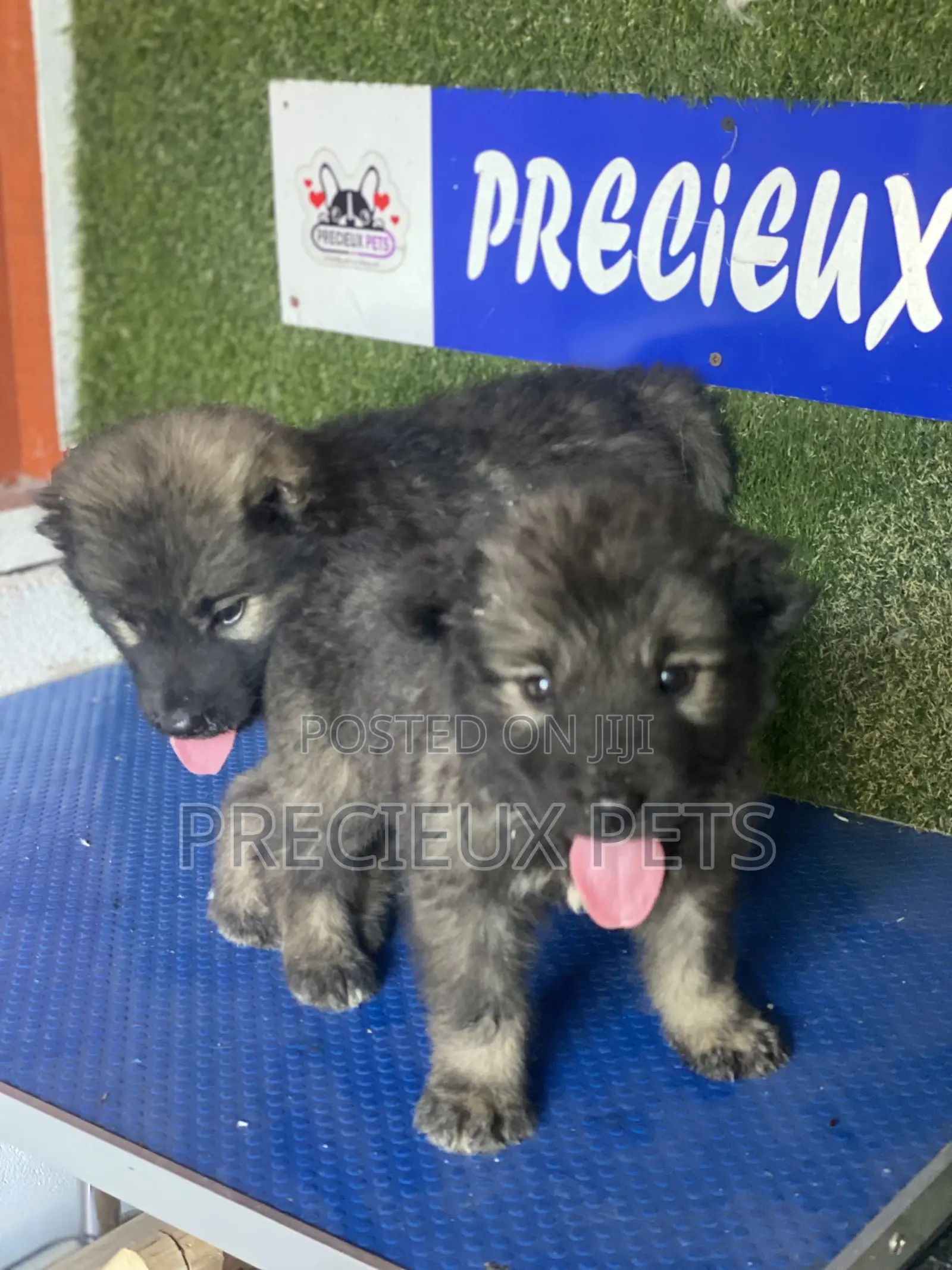 1-3 months Female Purebred Caucasian Shepherd