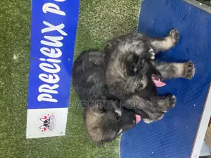 1-3 months Female Purebred Caucasian Shepherd