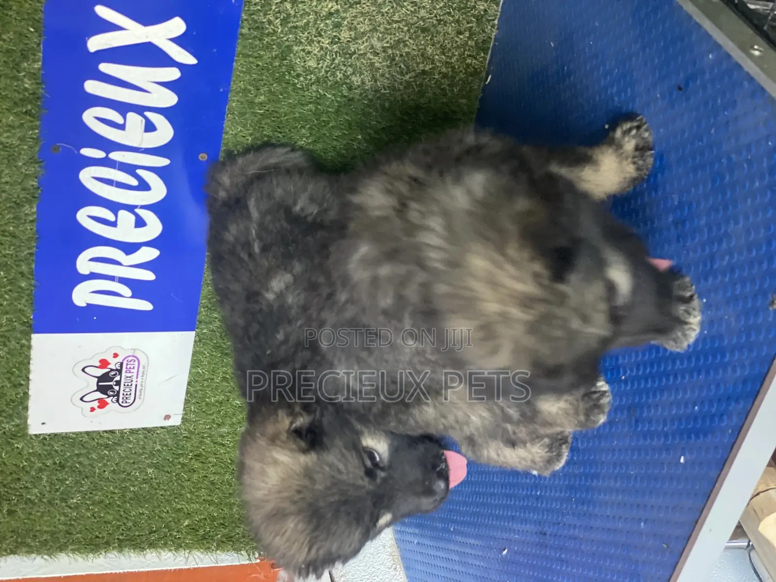 1-3 months Female Purebred Caucasian Shepherd