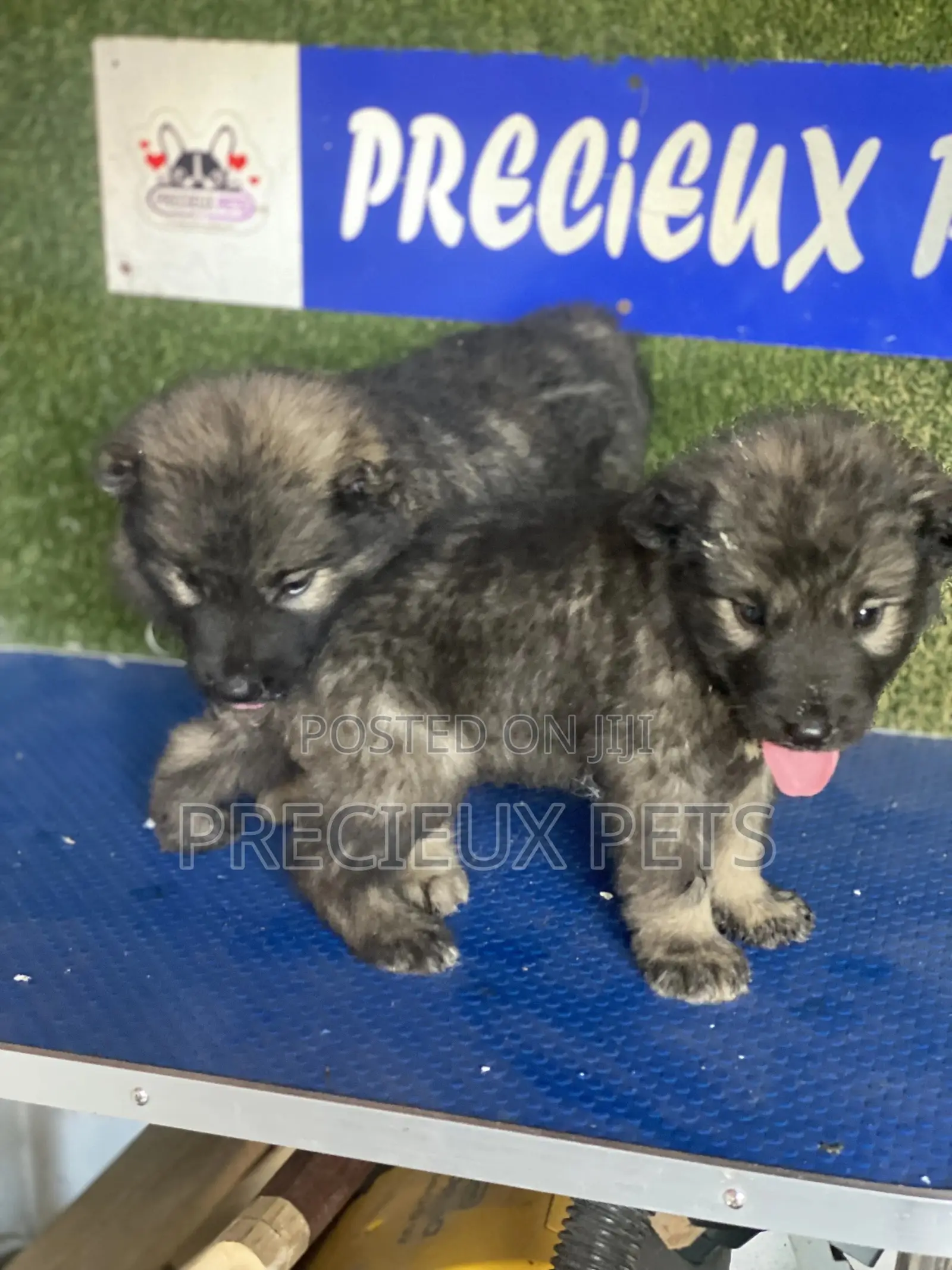 1-3 months Female Purebred Caucasian Shepherd