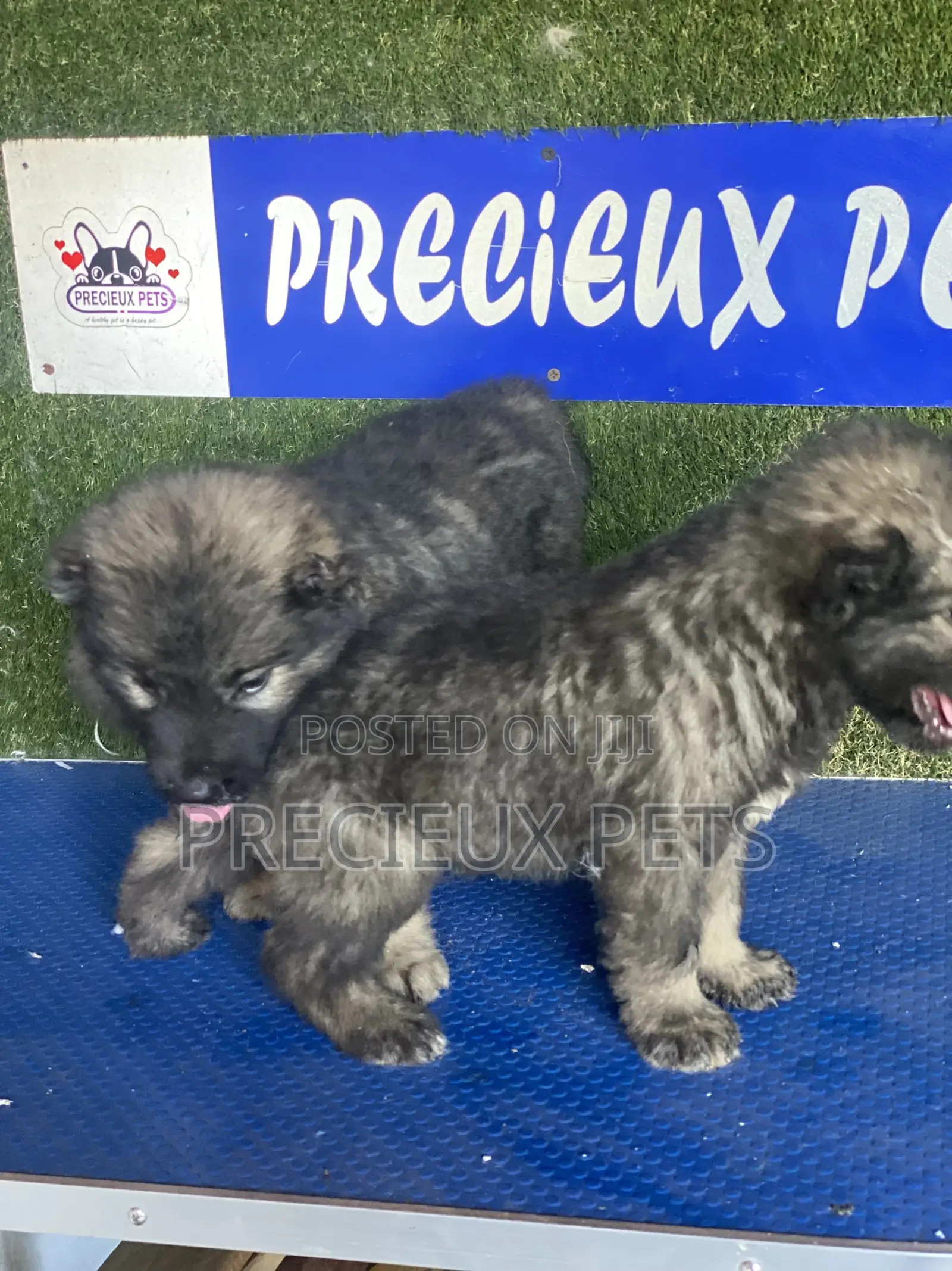 1-3 months Female Purebred Caucasian Shepherd
