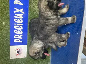 1-3 months Female Purebred Caucasian Shepherd