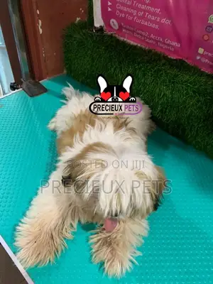 1-3 months Male Purebred Shih Tzu