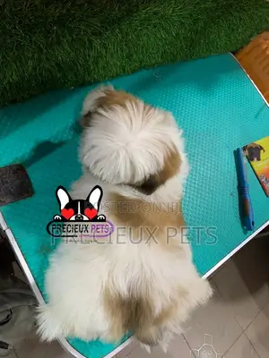 1-3 months Male Purebred Shih Tzu