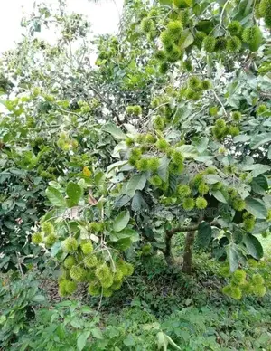 Rambutan Seedlings