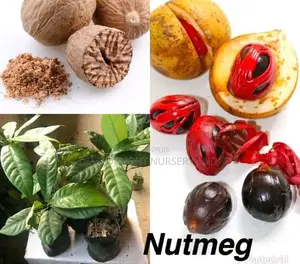 Nutmeg Seedlings
