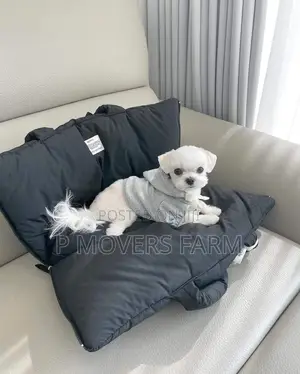 1-3 months Male Purebred Maltese