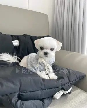 1-3 months Male Purebred Maltese