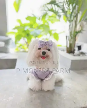 1-3 months Female Purebred Maltese