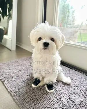 1-3 months Male Purebred Maltese