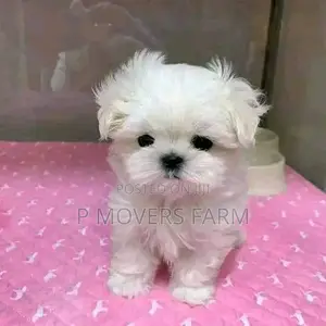 1-3 months Male Purebred Maltese