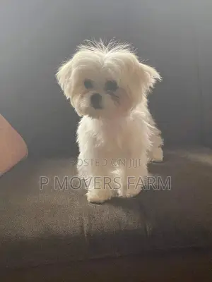 1-3 months Male Purebred Maltese