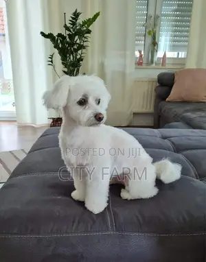 1-3 months Male Purebred Maltese