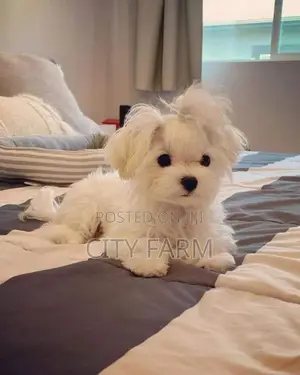1-3 months Male Purebred Maltese