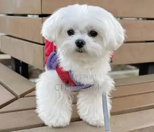 1-3 months Female Purebred Maltese