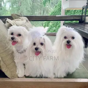 1-3 months Male Purebred Maltese