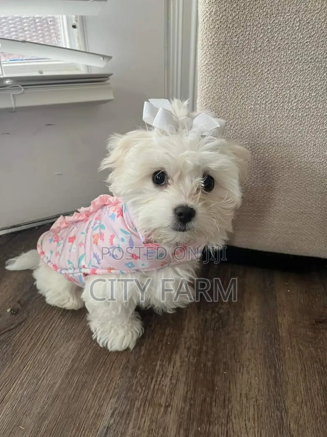 1-3 months Male Purebred Poodle