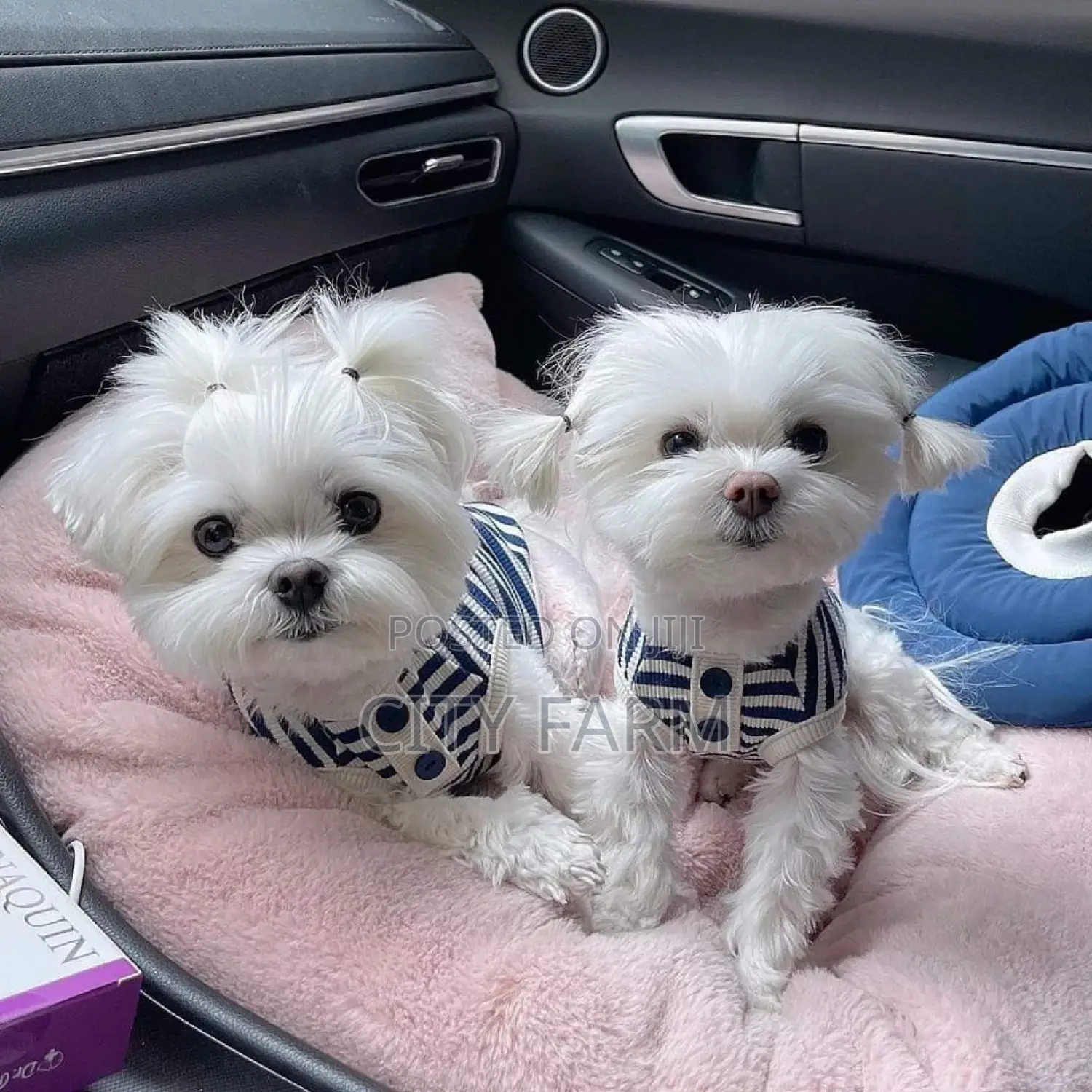 1-3 months Male Purebred Maltese