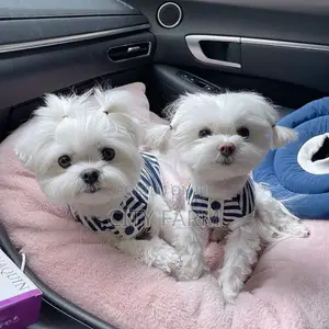 1-3 months Male Purebred Maltese