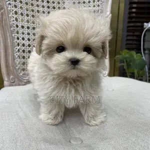 1-3 months Male Purebred Maltese