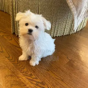 1-3 months Male Purebred Lhasa Apso