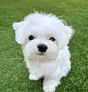 1-3 months Male Purebred Maltese