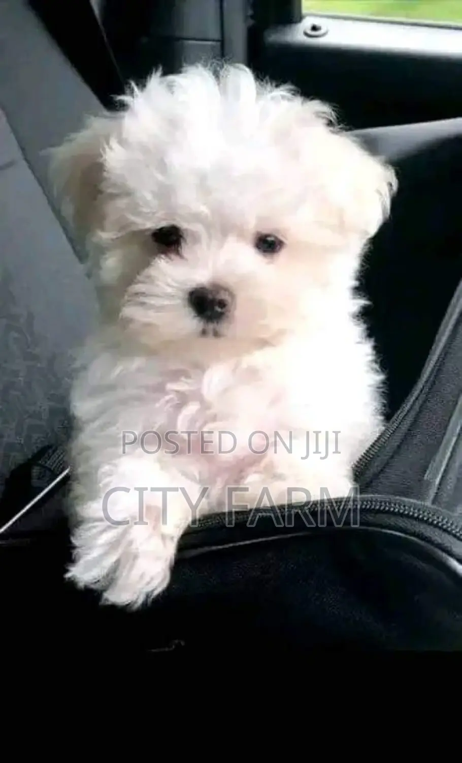 1-3 months Male Purebred Maltese