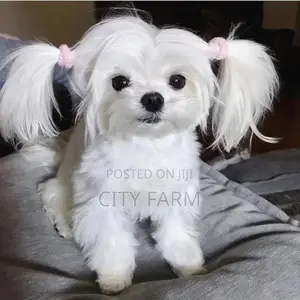 1-3 months Male Purebred Maltese