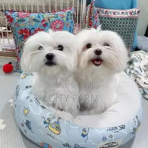 1-3 months Male Purebred Maltese