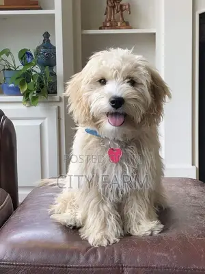 1-3 months Male Purebred Maltese