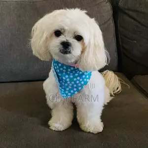 1-3 months Male Purebred Maltese