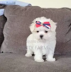 1-3 months Male Purebred Maltese