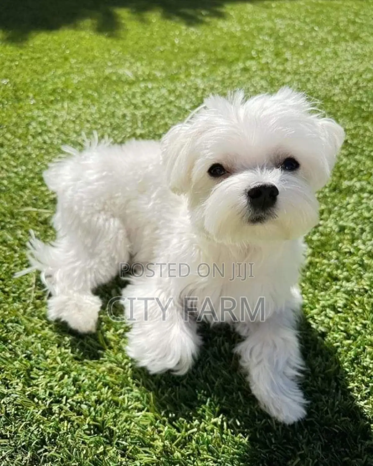 1-3 months Male Purebred Poodle