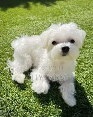 1-3 months Male Purebred Poodle