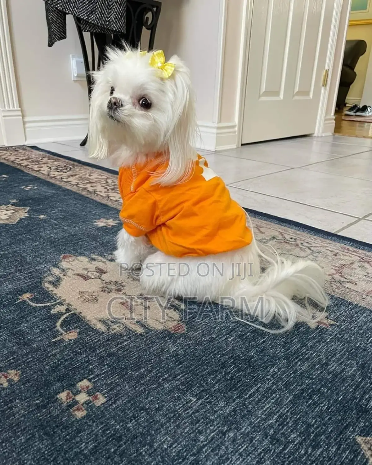 1-3 months Female Purebred Poodle