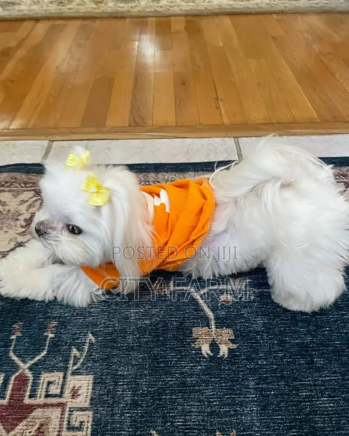 1-3 months Male Purebred Maltese